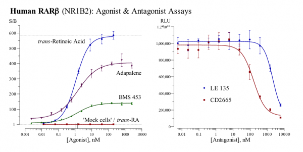 RARbeta (human) Reporter Assay Kit