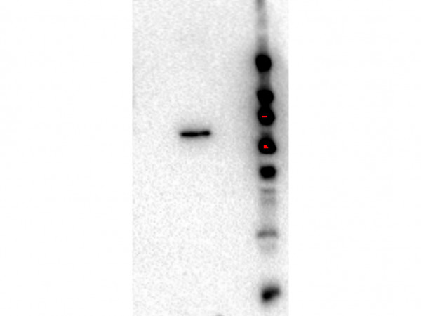 Anti-AKT2, clone 11F6.B2