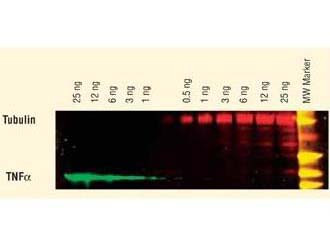Anti-Mouse IgG1 (Gamma 1 chain), DyLight 649 conjugated