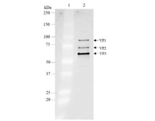 AAV-DJ SYN1-Luciferase