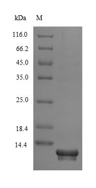 Secreted Ly-6/uPAR-related protein 1 (SLURP1), human, recombinant