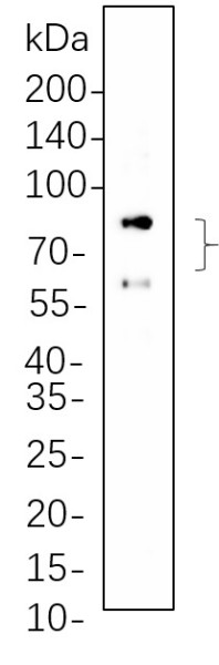 Anti-Recombinant Lamin A/C, clone 2D5