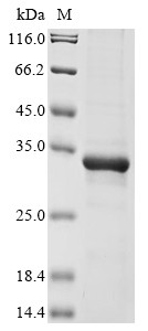 Meteorin (METRN), human, recombinant
