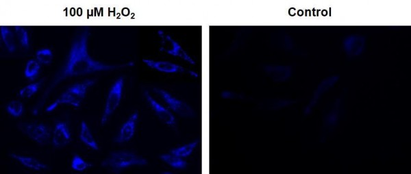 Cell Meter(TM) Intracellular Fluorimetric Hydrogen Peroxide Assay Kit *Blue Fluorescence*