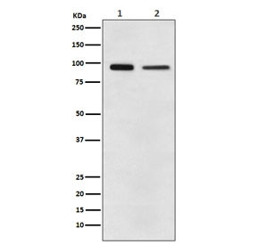 Anti-EEF2 / Elongation factor 2, clone ADBH-5