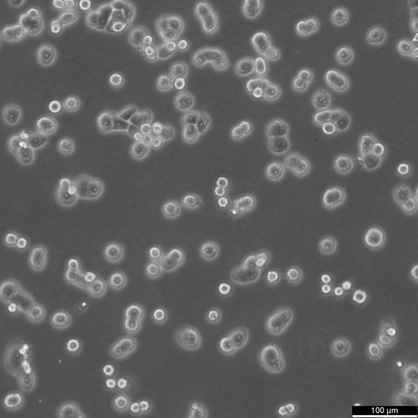 MDA-MB-468 Cells