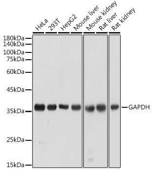 Anti-GAPDH (CABC027)