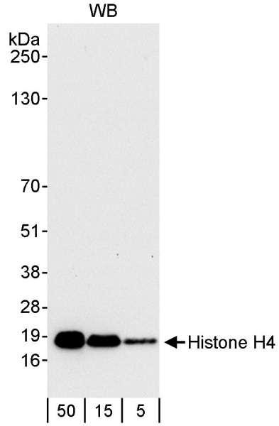 Anti-Histone H4