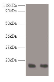 Anti-RPA3
