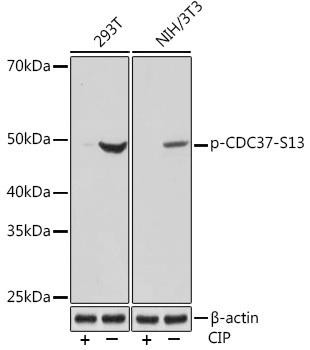 Anti-phospho-CDC37 (Ser13)