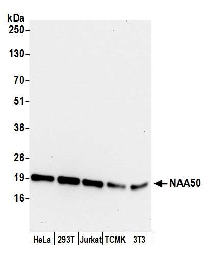 Anti-NAA50
