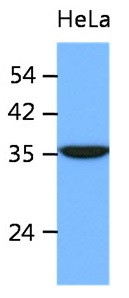 Anti-ING2, clone 39E5