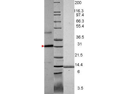 Vascular Endothelial Growth Factor-121, human recombinant (rHuVEGF-121)