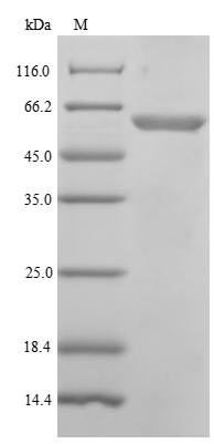 DNA-directed DNA/RNA polymerase mu (POLM), human, recombinant