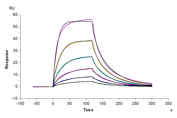 Cynomolgus CD200/OX-2 Protein