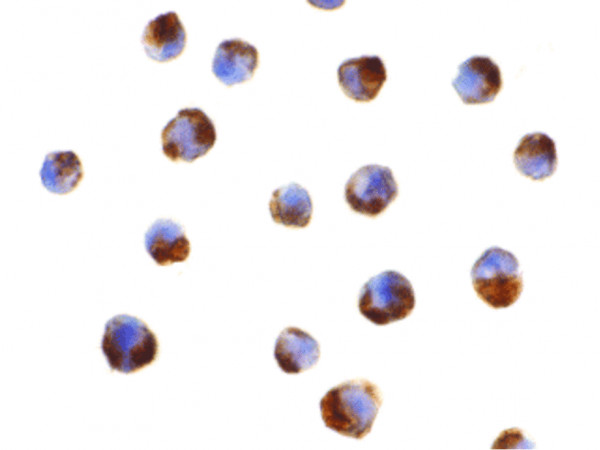 Anti-Caspase-5