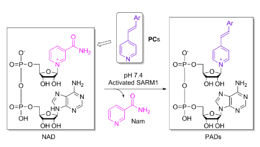 SARM1 Inhibition (Base Exchange Activity) Assay Kit 83677