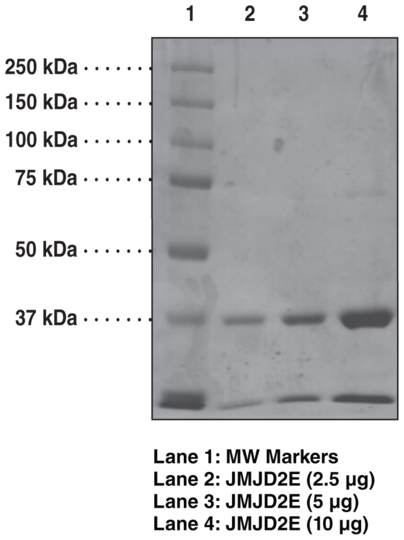 JMJD2E Strep-tagged (human, recombinant)
