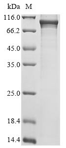 Calcium calmodulin-dependent 3 ,5 cyclic nucleotide phosphodiesterase 1C (Pde1c), rat, recombinant