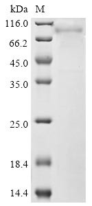 Mannan-binding lectin serine protease 2 (Masp2), rat, recombinant