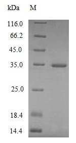 Complement C1q subcomponent subunit A (C1qa), mouse, recombinant