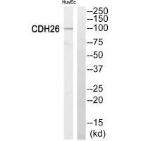 Anti-CYP2C8
