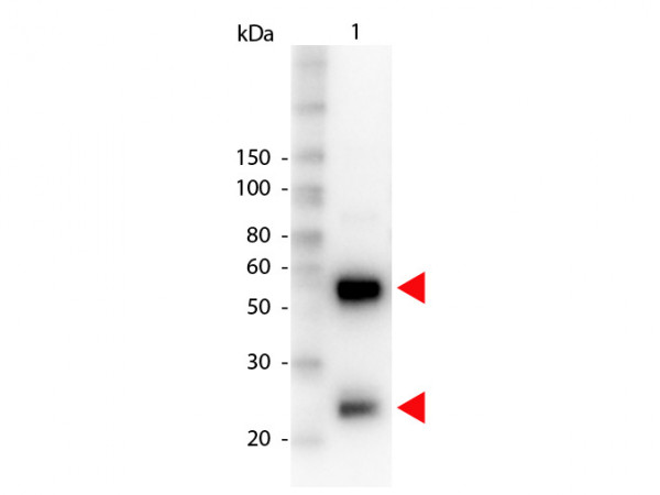 Anti-Swine IgG (H&amp;L) [Rabbit] Peroxidase conjugated IgG fraction