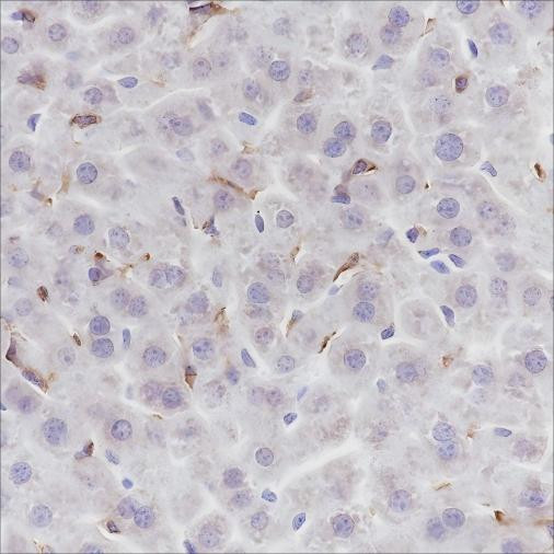 Anti-Recombinant F4/80, clone A217