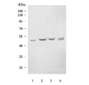 Anti-Ark-1 / Aurora-related kinase 1 / Aurka