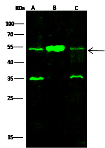 Anti-SETD7/SET7/9 Monoclonal Antibody