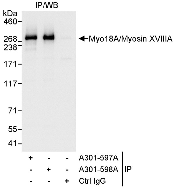 Anti-Myo18A/Myosin XVIIIA