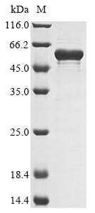 Endoglucanase (eglS), Bacillus subtilis, recombinant