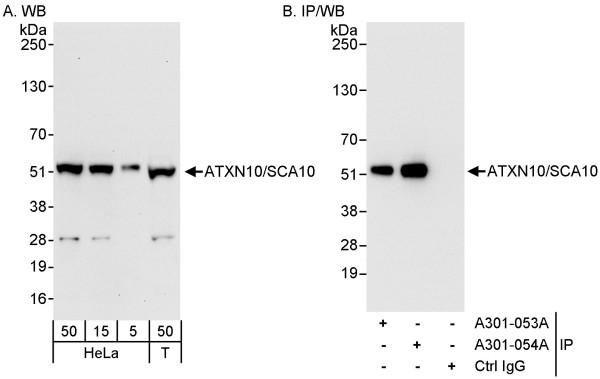 Anti-ATXN10/SCA10