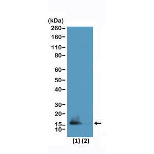 Anti-Dimethyl-Histone H3 (Lys9) and Acetyl-Histone H3 (Lys14) (human), Rabbit Monoclonal (RM322)