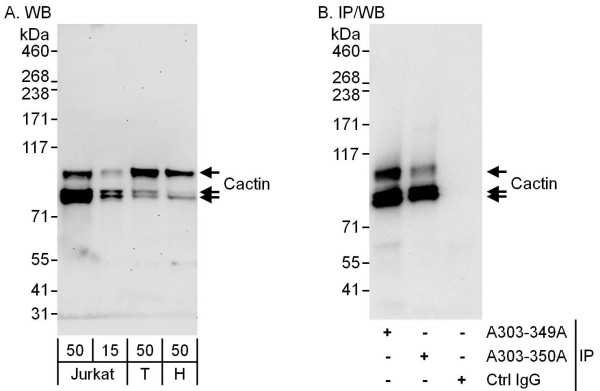 Anti-Cactin