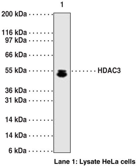 Anti-HDAC3