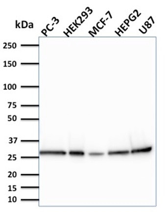 Anti-BCL2-like 2, clone CPTC-BCL2L2-2