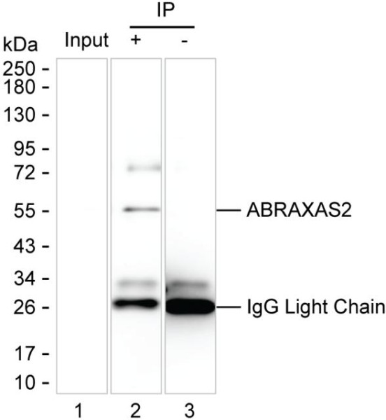 Anti-ABRAXAS2