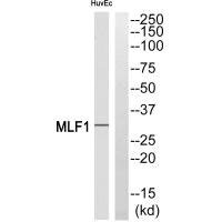 Anti-MLF1
