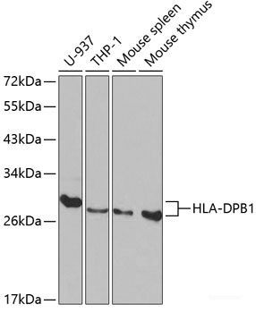 Anti-HLA-DPB1