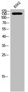 Anti-Phospho-PTK2B (Y580)