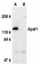 Anti-APAF1