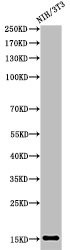 Anti-Acetyl-Histone H2B (K5)