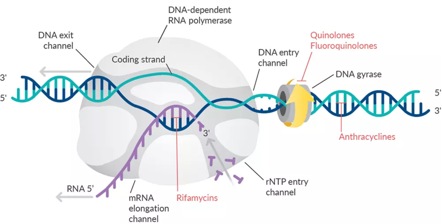 antibiotics-nucleic-acid-sythesis