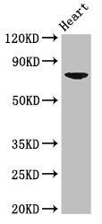Anti-PRDM13