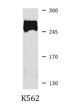Anti-CHD1