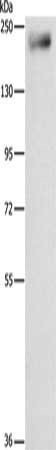 Anti-IQGAP3