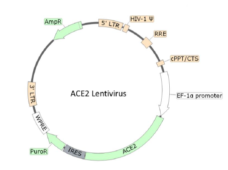 ACE2 Lentivirus