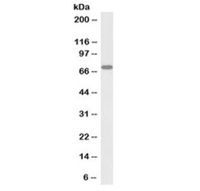 Anti-RACGAP1 (Biotin Conjugate)