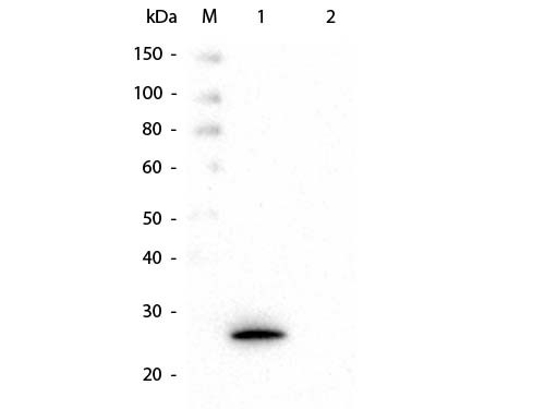 Anti-GSTK1, clone 16A11.E4.E3.E7